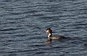 Great crested grebe - A